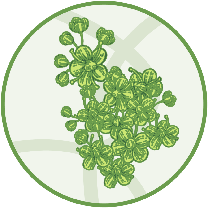 Elderflower icon