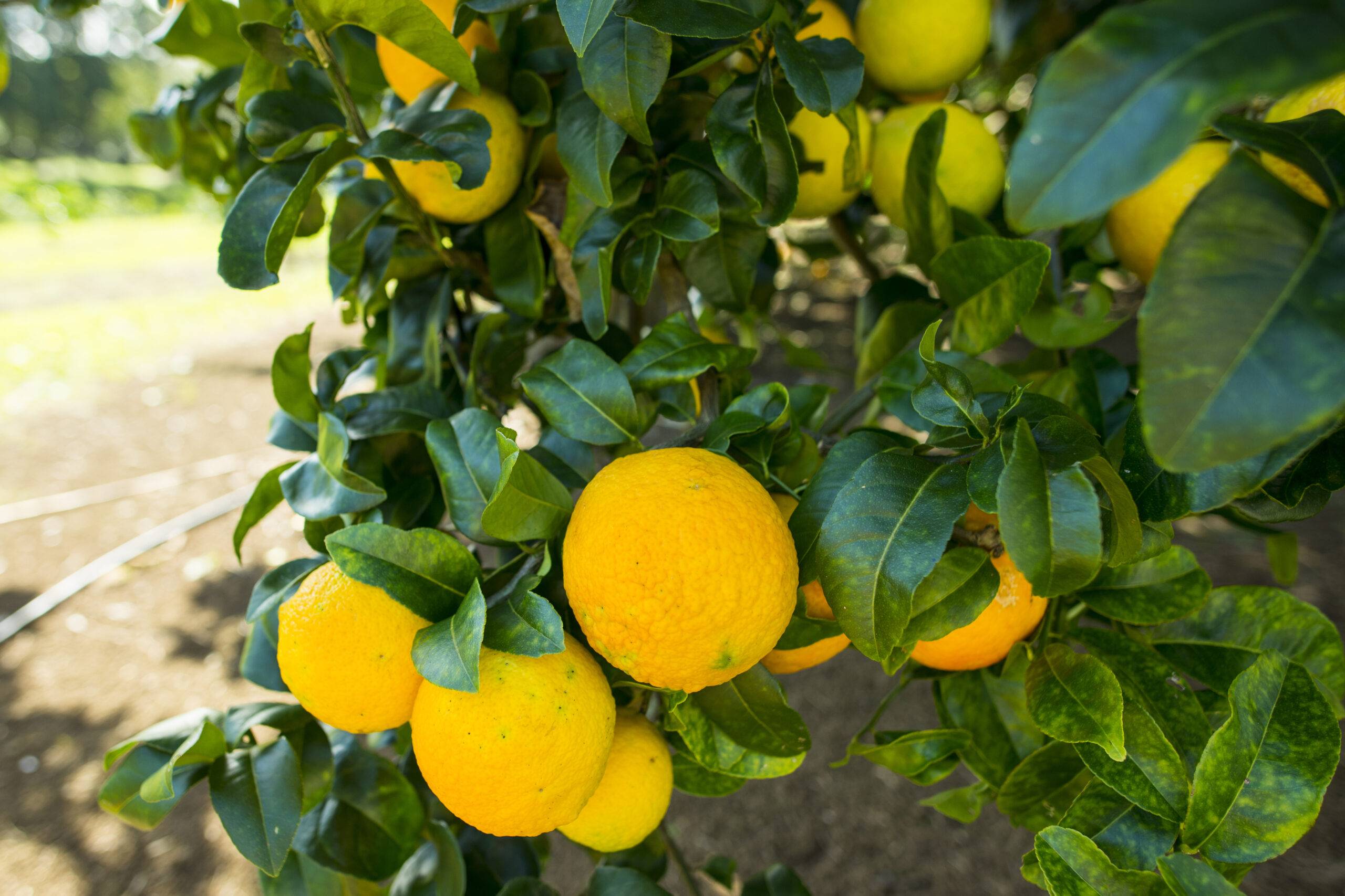 Lemon Tree