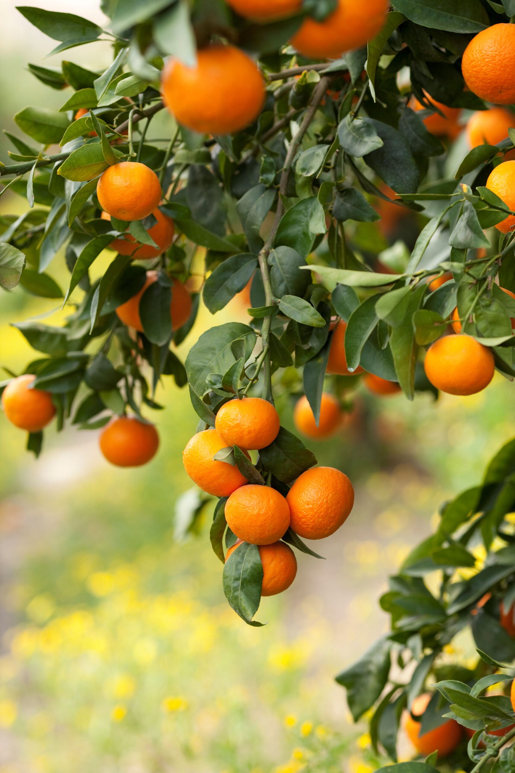 Orange tree